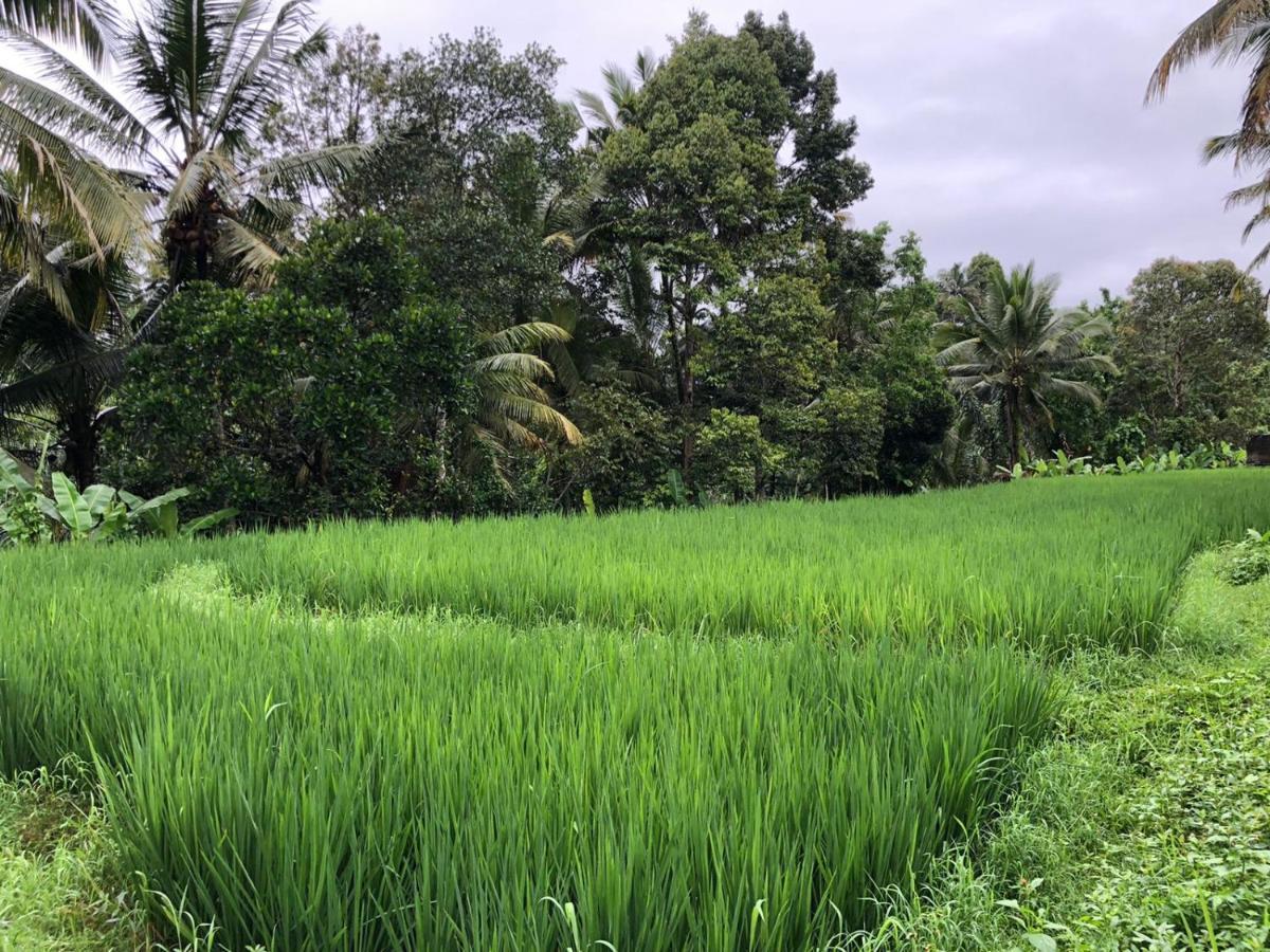 Titian Dewi Villa Ubud - 3 Bedroom Private Villa Close To Cretya Day Club Tegallalang  Exteriör bild